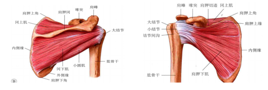肩袖损伤的诊断与治疗，史上最全总结！
