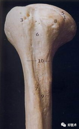 肱骨近端骨折：解剖、分型、治疗及内固定全面讲解！