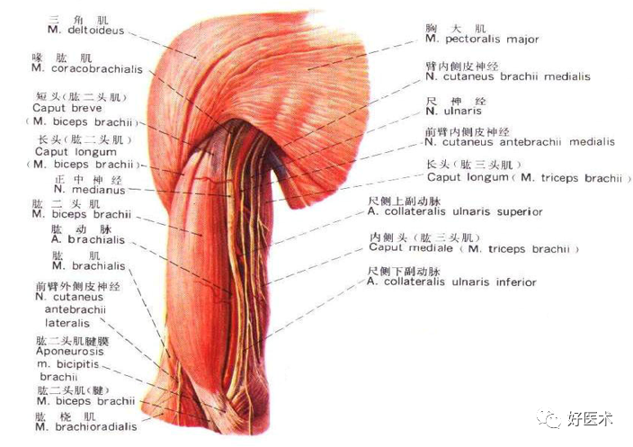 肱骨近端骨折：解剖、分型、治疗及内固定全面讲解！