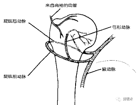 肱骨近端骨折：解剖、分型、治疗及内固定全面讲解！