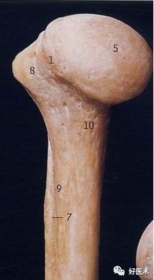 肱骨近端骨折：解剖、分型、治疗及内固定全面讲解！