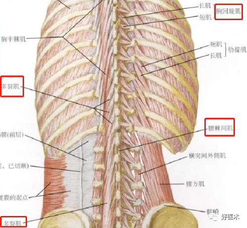 颈、胸、腰椎椎弓根钉置钉技巧，必备高清图解（全）！