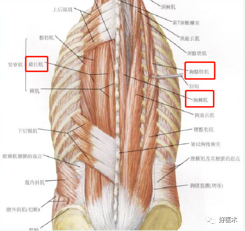 颈、胸、腰椎椎弓根钉置钉技巧，必备高清图解（全）！