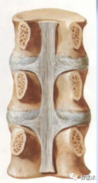 颈、胸、腰椎椎弓根钉置钉技巧，必备高清图解（全）！