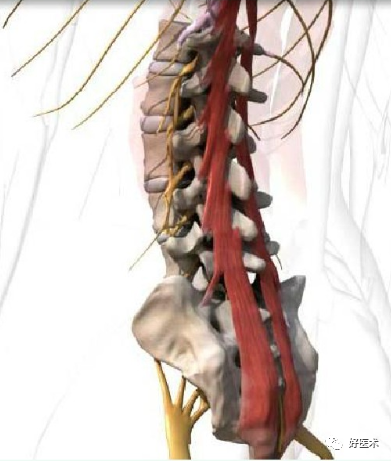 颈、胸、腰椎椎弓根钉置钉技巧，必备高清图解（全）！