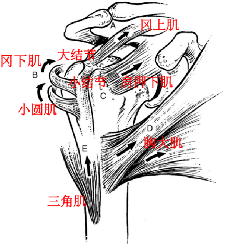 图文详解：肱骨大结节骨折的关节镜治疗