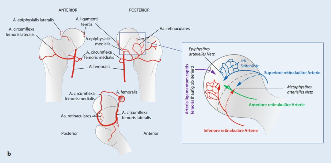 关于股骨颈骨折，你了解多少，这篇实用干货给你准备好了！