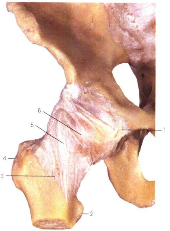 关于股骨颈骨折，你了解多少，这篇实用干货给你准备好了！