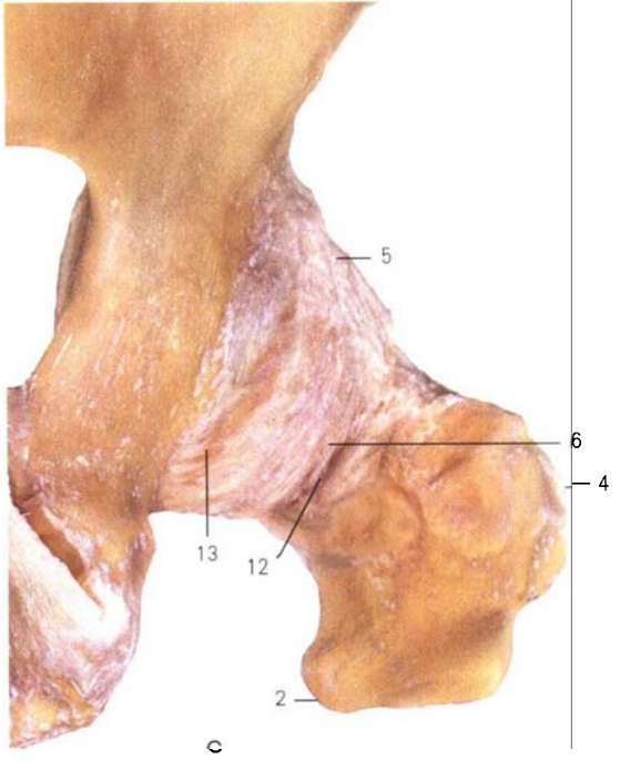 关于股骨颈骨折，你了解多少，这篇实用干货给你准备好了！