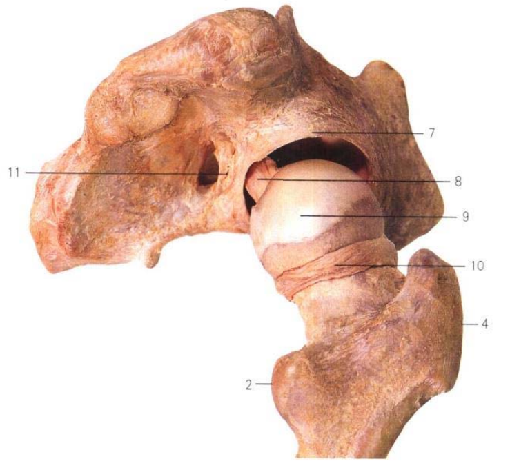 关于股骨颈骨折，你了解多少，这篇实用干货给你准备好了！