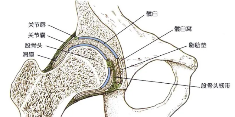 儿童跛行与髋关节一过性滑膜炎：骨科临床诊疗要点剖析