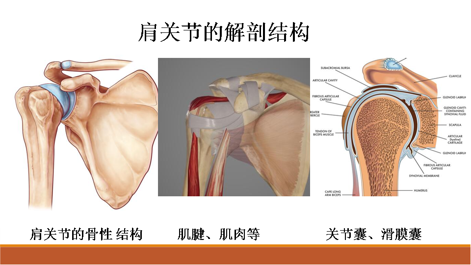 【收藏干货】肩关节置换术的教育手册