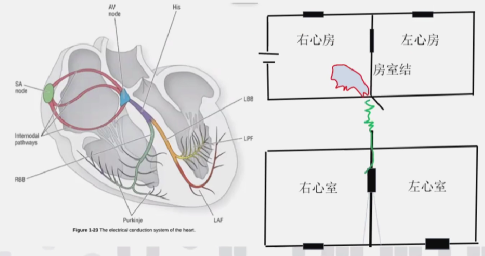 心律解码丨室上性心动过速诊断与治疗，一文详解！