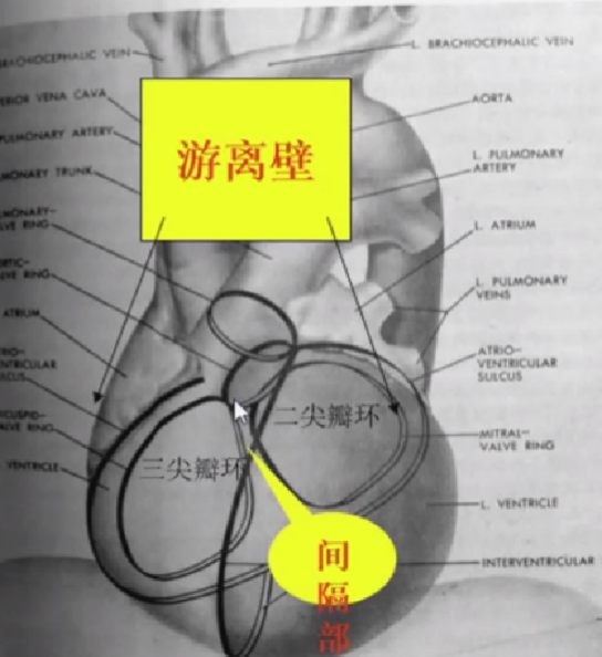 心律解码丨室上性心动过速诊断与治疗，一文详解！