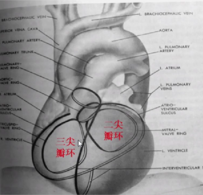 心律解码丨室上性心动过速诊断与治疗，一文详解！