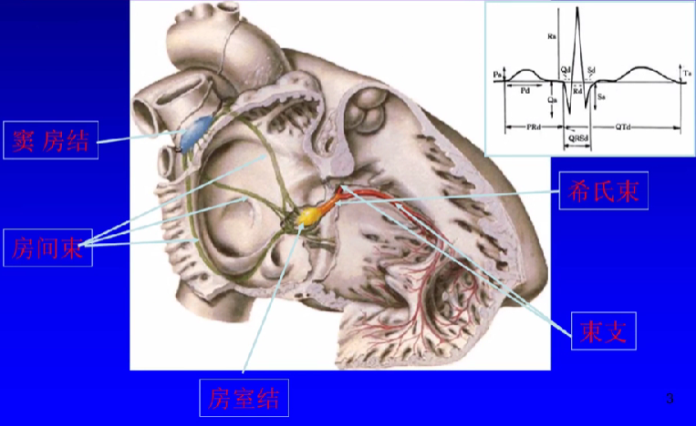 心律失常的诊断与治疗，太全了