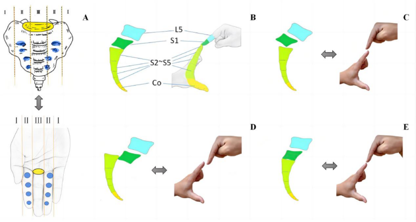 “手足并用”教学法，助你快速掌握常见（脊柱、上肢、下肢）骨折脱位及分类