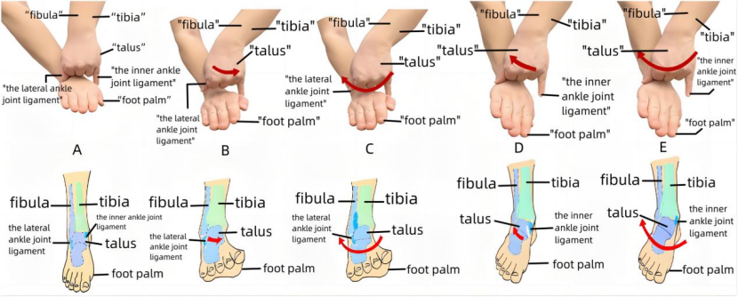 “手足并用”教学法，助你快速掌握常见（脊柱、上肢、下肢）骨折脱位及分类