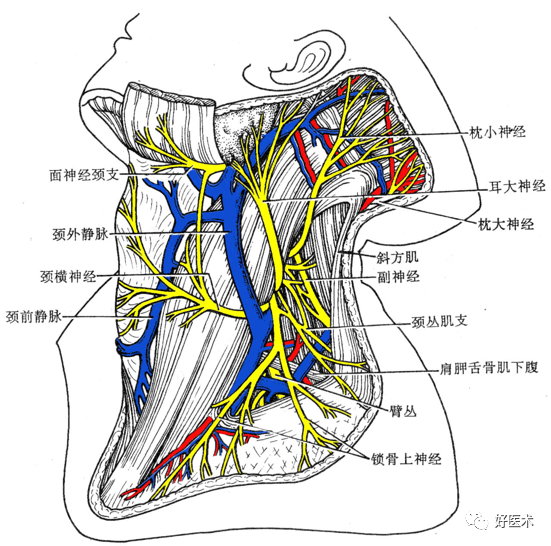 颈丛深支图片