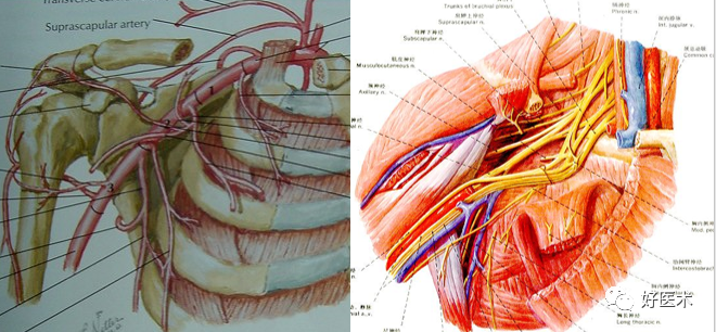 高清影像图解肩关节解剖及诊断