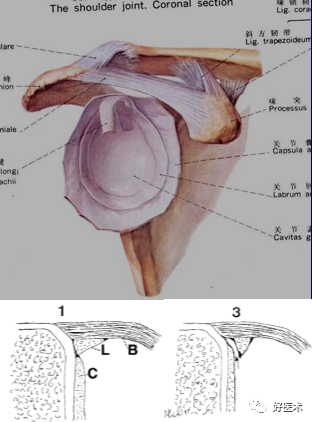 高清影像图解肩关节解剖及诊断