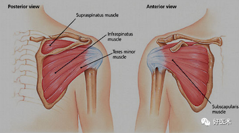 高清影像图解肩关节解剖及诊断
