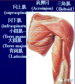 高清影像图解肩关节解剖及诊断