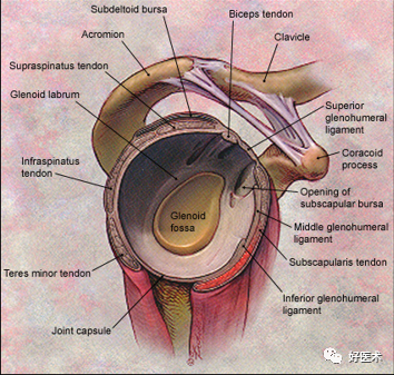 高清影像图解肩关节解剖及诊断