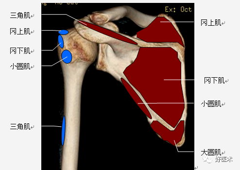 高清影像图解肩关节解剖及诊断