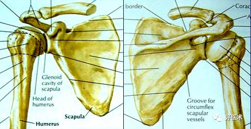 高清影像图解肩关节解剖及诊断