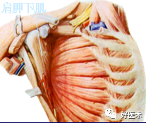 高清影像图解肩关节解剖及诊断