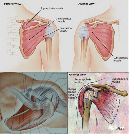 高清影像图解肩关节解剖及诊断