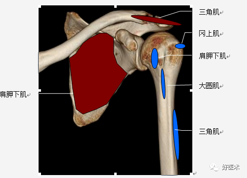 高清影像图解肩关节解剖及诊断