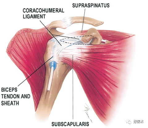 高清影像图解肩关节解剖及诊断