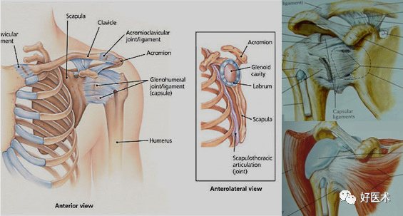 高清影像图解肩关节解剖及诊断