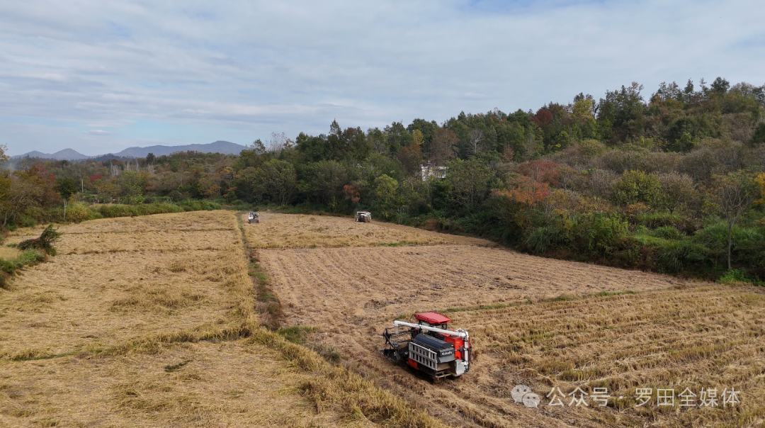 罗田县高质量完成43万亩秋播任务 夯实来年丰收根基