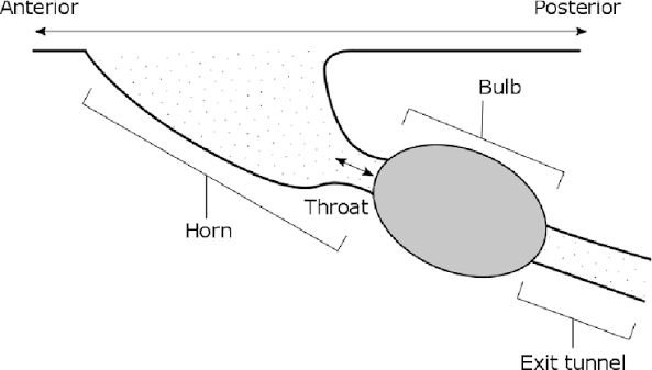 Figure 2 from The burrow morphology of mole crickets (Orthoptera:  Gryllotalpidae): terminology and comparisons | Semantic Scholar
