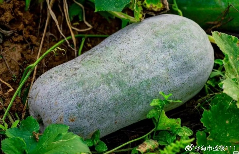 China’s Winter Melon Cooling Hack ： Does Sleeping with One Work?