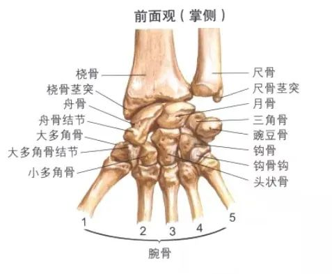 腕关节由尺骨,桡骨,八块腕骨以及五块掌骨共同组成,共涉及下尺桡关节