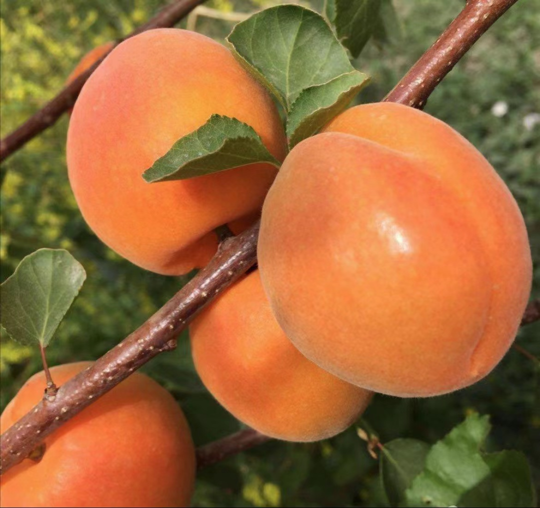 杏熟了!快到莱芜这些地方采摘属于你的小"杏"运吧