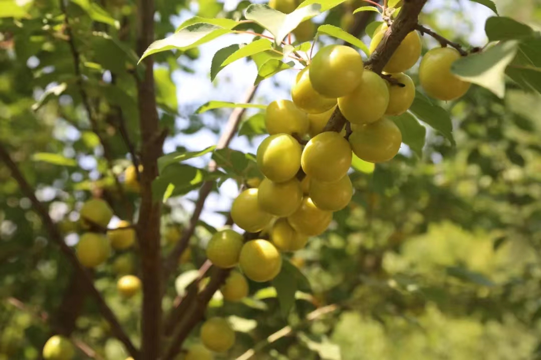 杏熟了!快到莱芜这些地方采摘属于你的小"杏"运吧