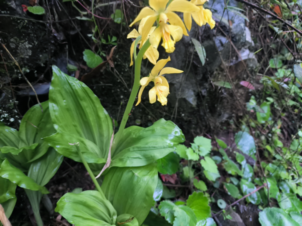 保护生物多样性丨泾县发现植物界"金丝猴"