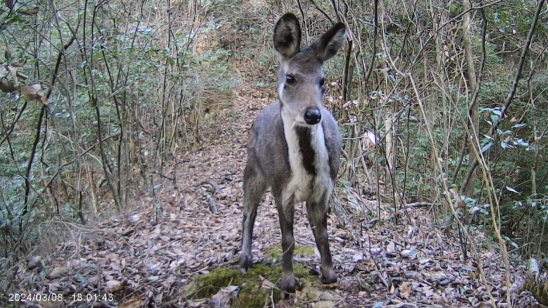 仅分布于我国大别山区