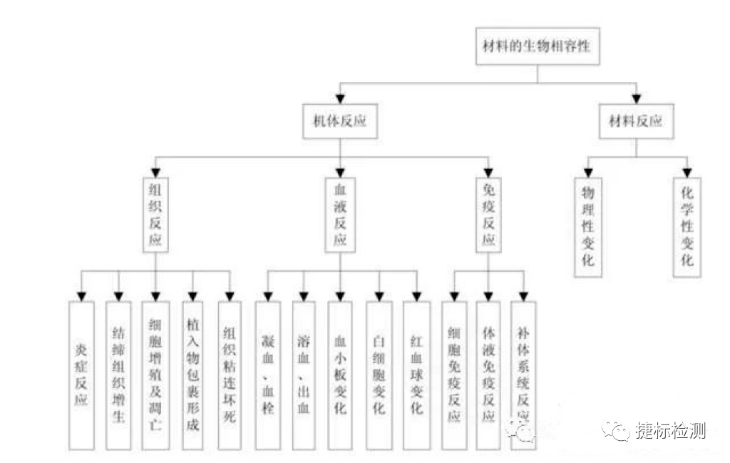 圖 1 材料的生物相容性
