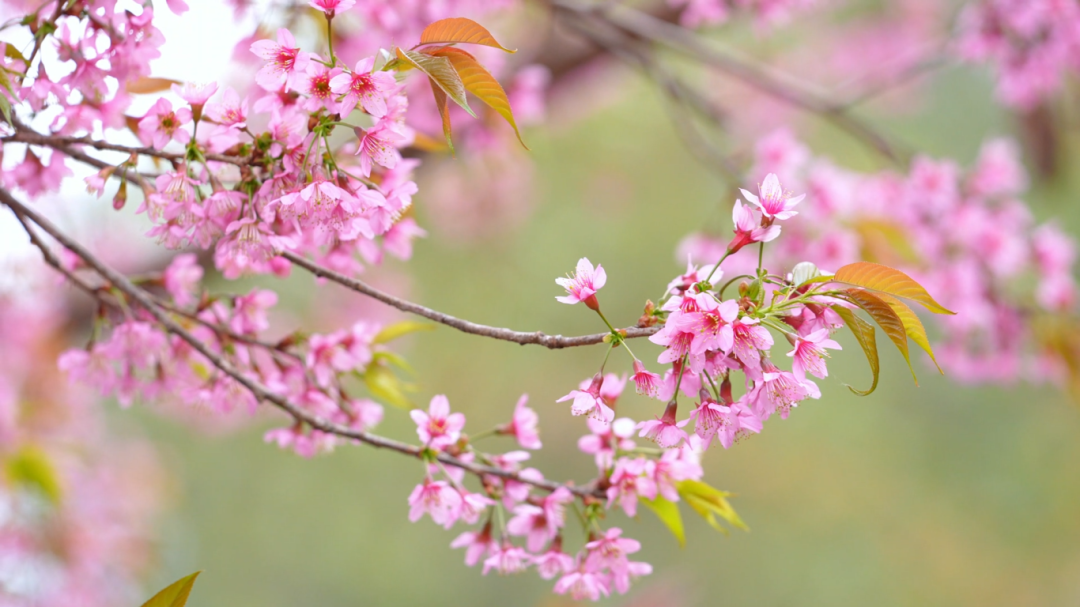 冬樱 (5).png