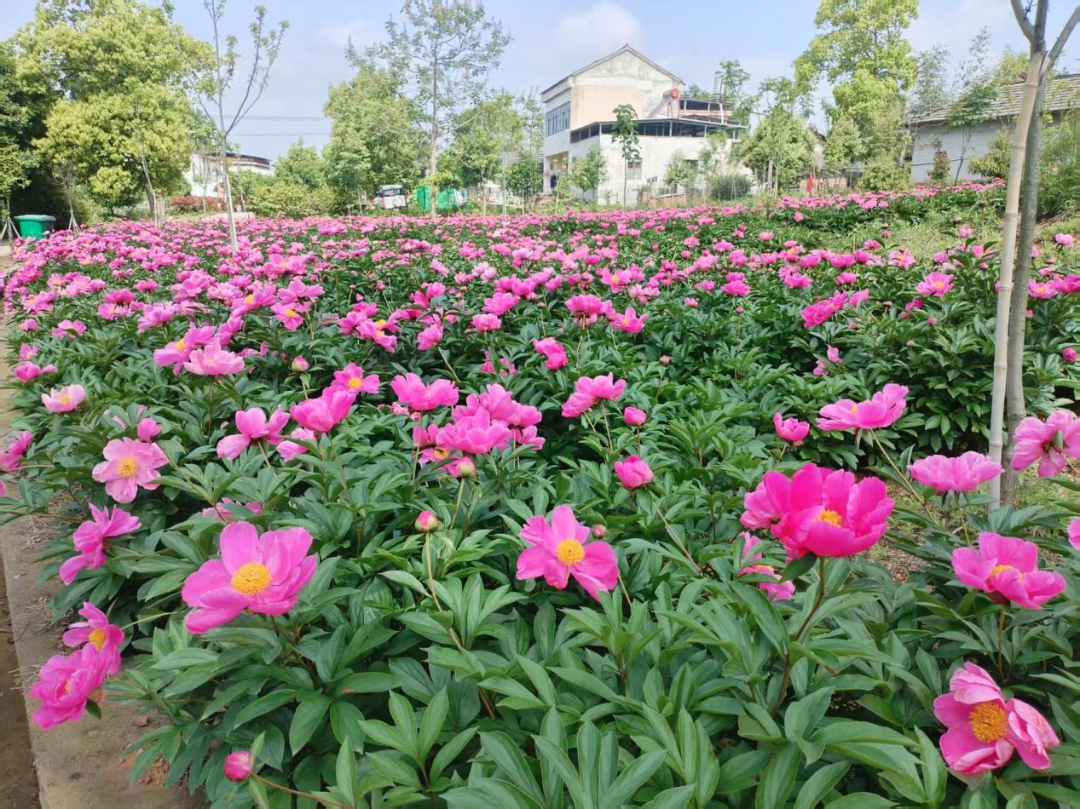 芍药花湖.png