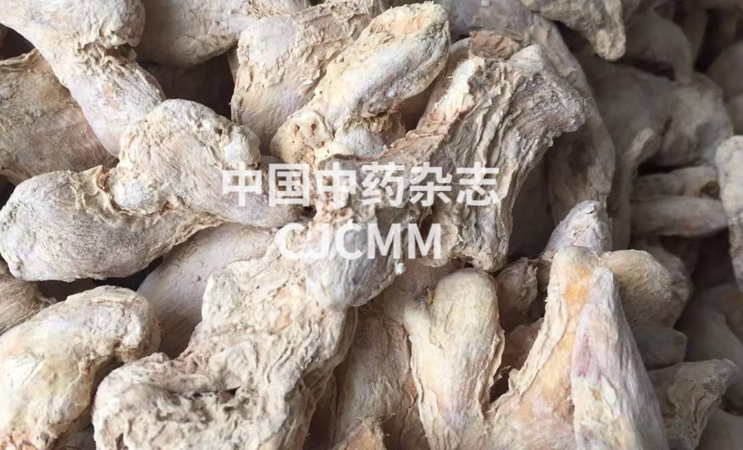 脾胃虚寒湿气重怎么调理