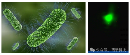 共聚焦拉曼光譜儀應(yīng)用—細菌拉曼光譜測量