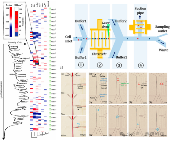 共聚焦拉曼光譜儀應(yīng)用—細菌拉曼光譜測量