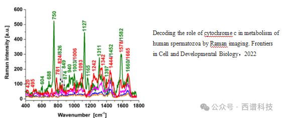 拉曼光谱技术应用于蛋白质及多肽样品分析的优势和局限性